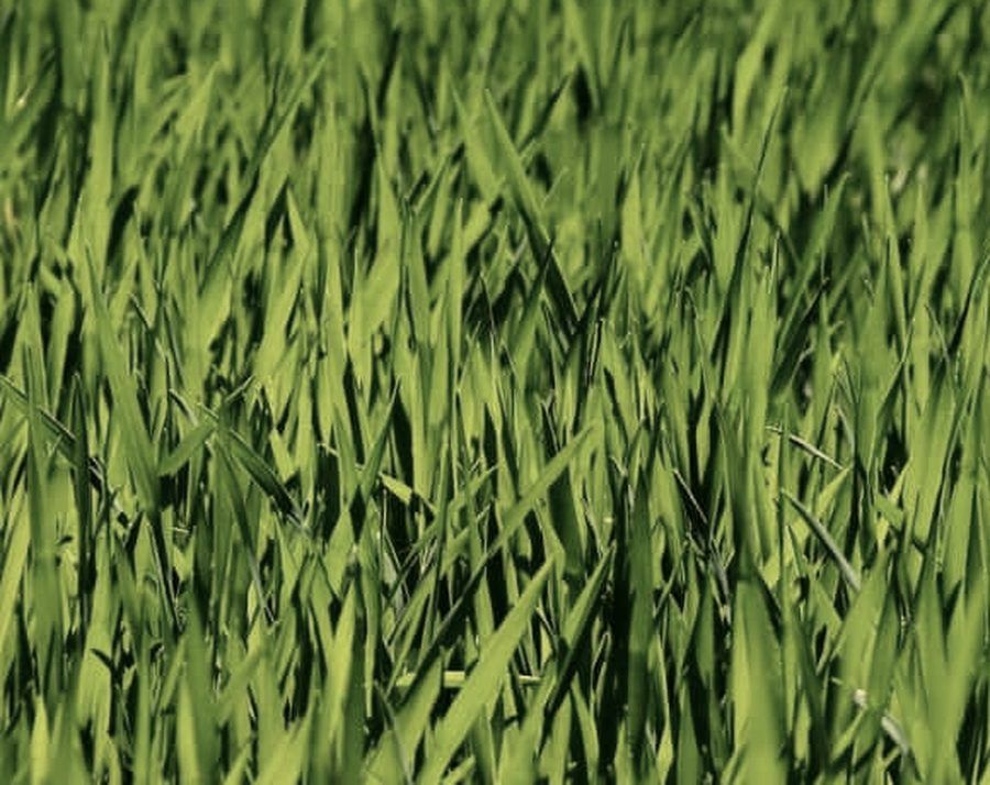 Gras aus der Nähe