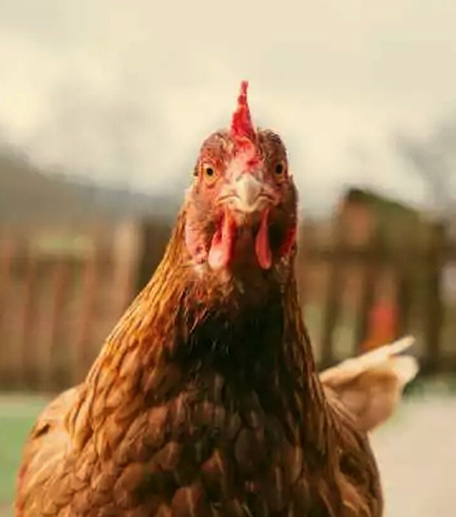 Henne aus der Nähe
