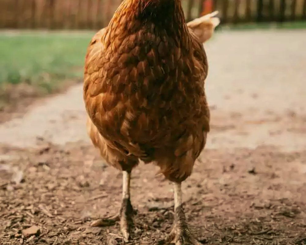 Henne auf dem Auslauf